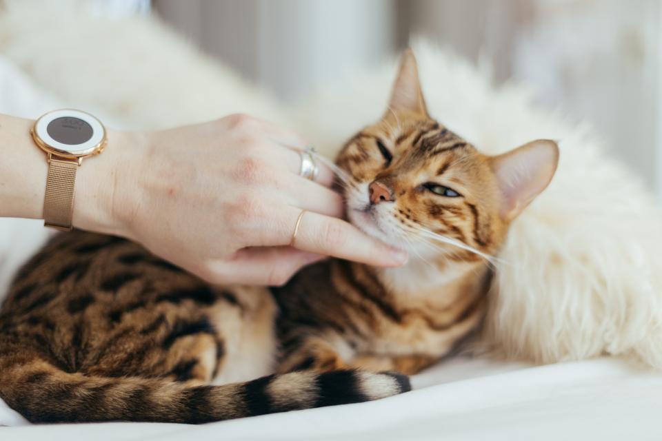 Hand gently stroking a bengal cat on a soft blanket