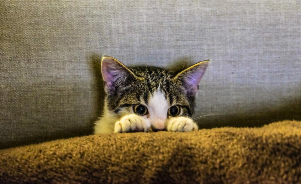 Tabby cat peeking over the back of a couch
