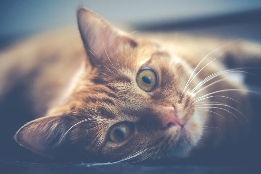 Close-up portrait of a ginger cat