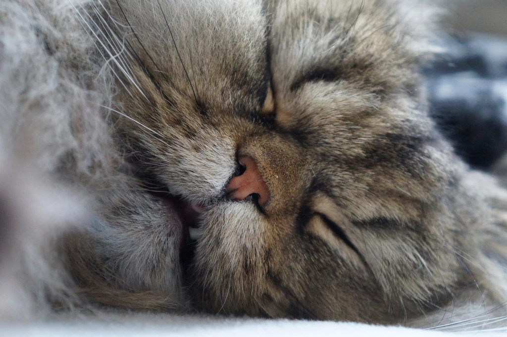 Long-haired cat curled up asleep