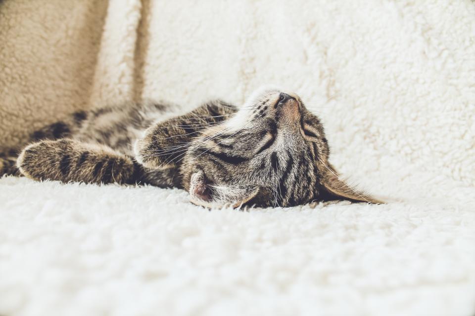 Tabby cat stretched out asleep on white bedding