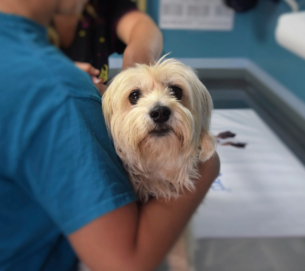 Staff member holding a small white dog at the front desk