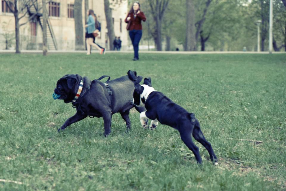 Two dogs running together across a park lawn