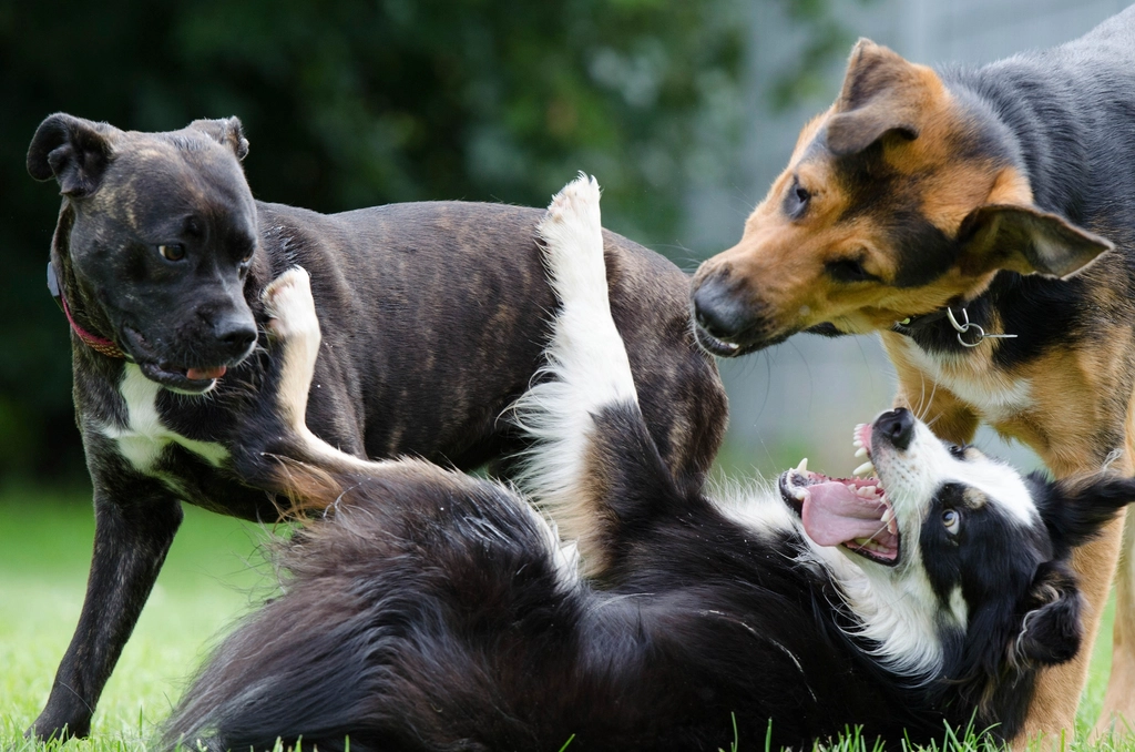 Two dogs wrestling and playing together