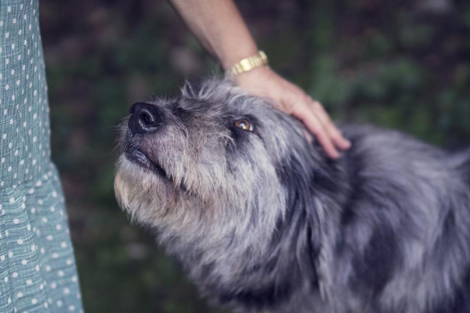 Hand stroking the head of a wiry-coated terrier