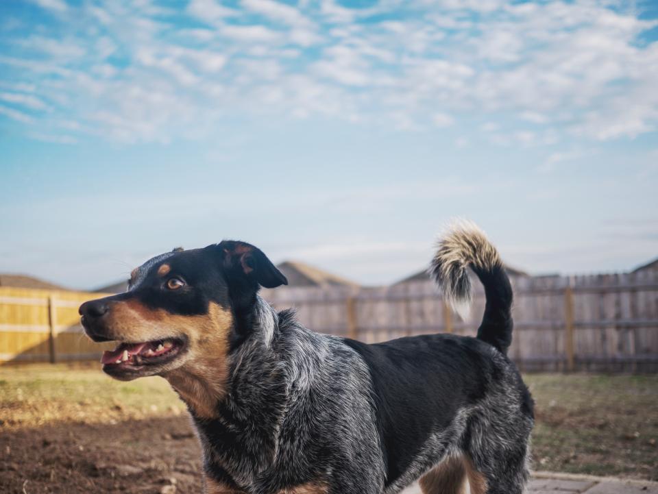 Cattle dog standing in a fenced grass yard under open sky