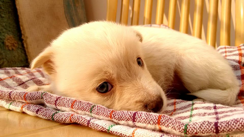 Puppy resting on a soft blanket