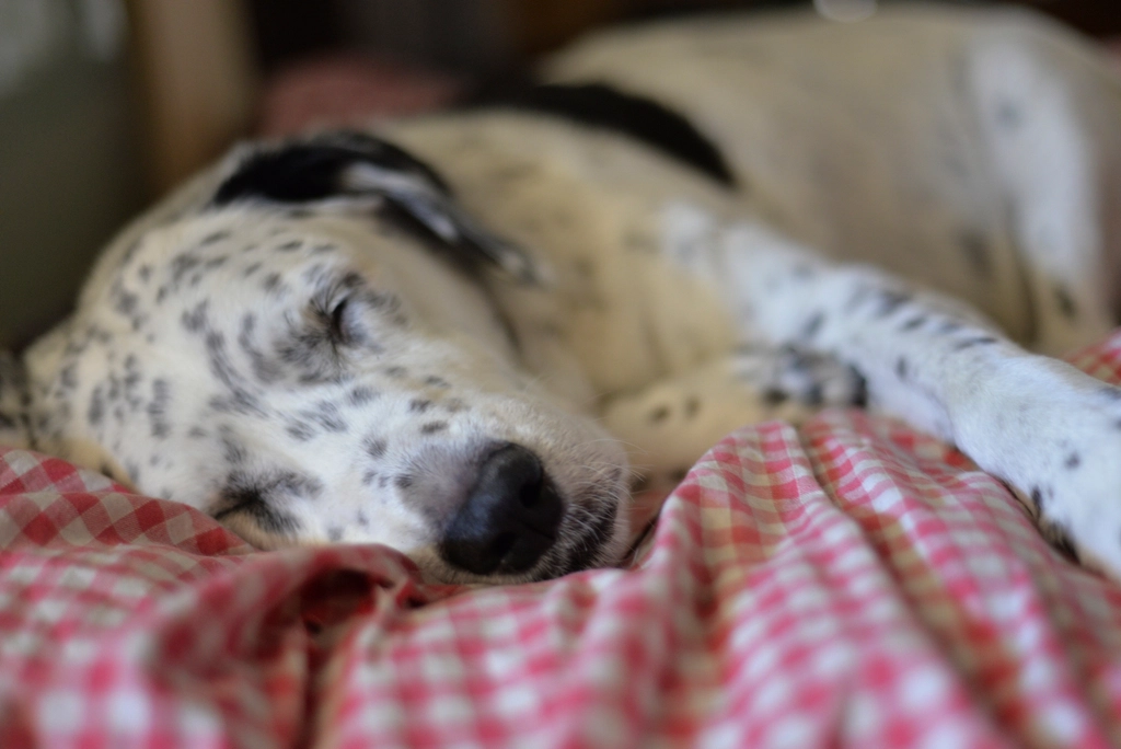 Two dogs curled up asleep on a gingham blanket