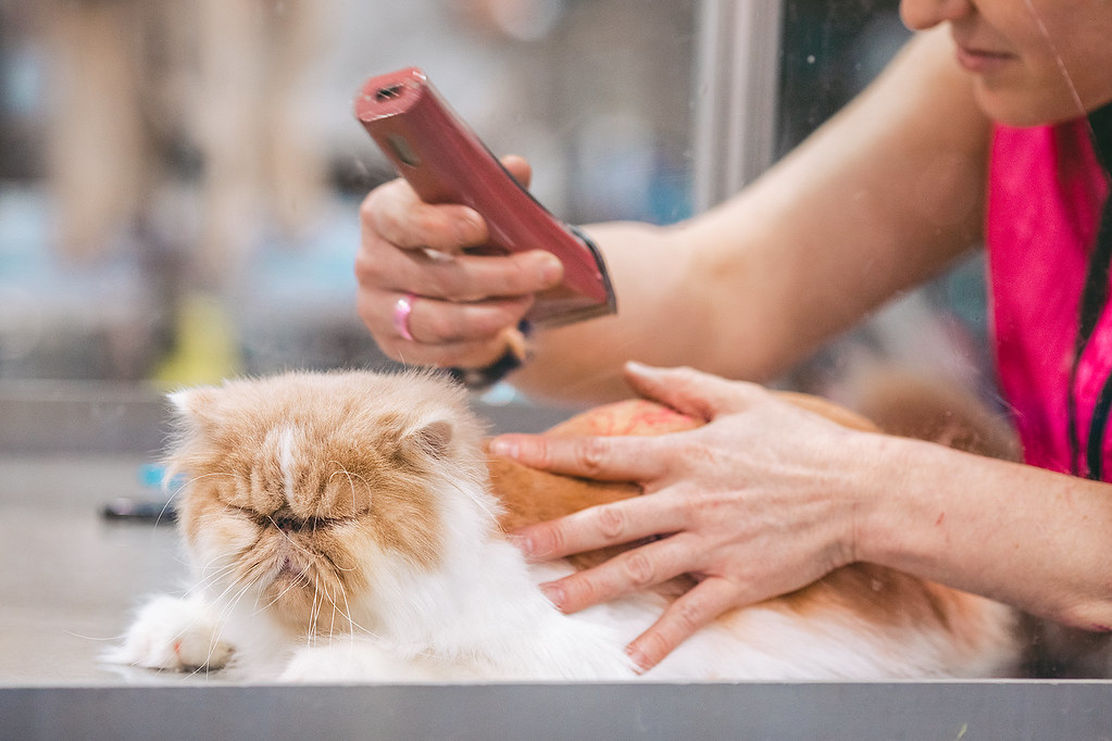 Hands gently grooming a long-haired persian cat