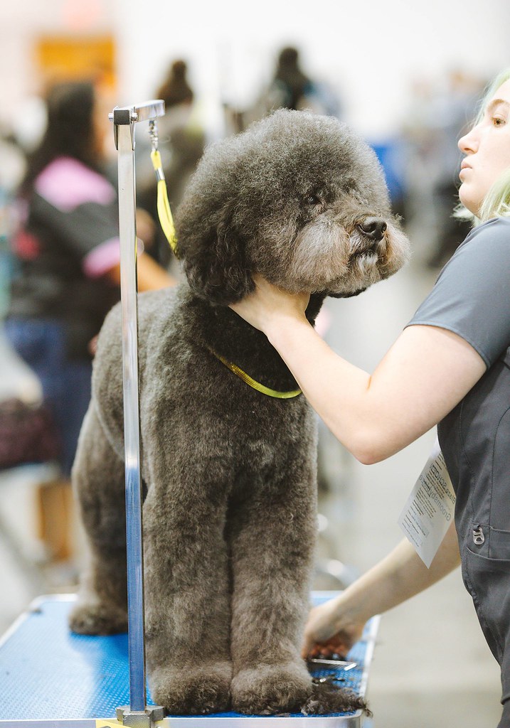 Groomer clipping a standard poodle coat