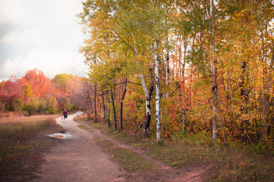 Autumn trail winding through birch woods