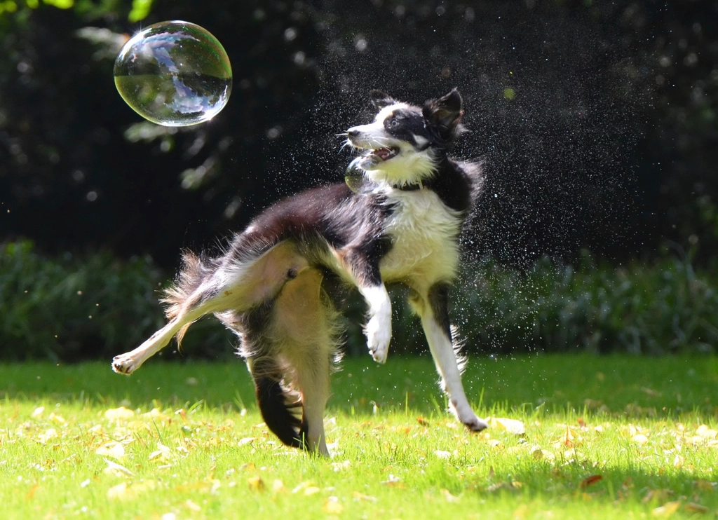 Border collie leaping for a bubble on the lawn
