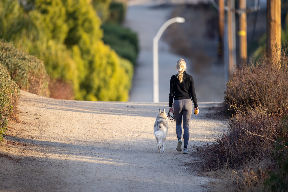 Handler walking a husky along a tree-lined path